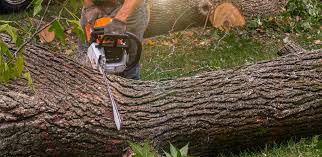 Reliable Bellevue, KY  Tree Services Solutions