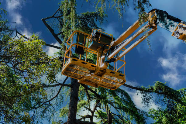  Bellevue, KY Tree Services Pros